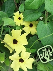 Thunbergia alata