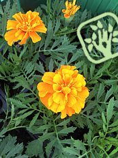 Tagetes patula ´Nana´