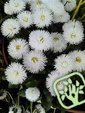 Bellis perennis ´Alba Plena´