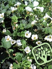 Bacopa speciosa