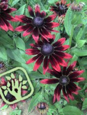 Rudbeckia hirta ´Cherry Brandy´