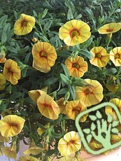 Calibrachoa hybrida ´Million bells Apricot Punch ´