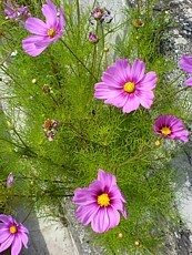 Cosmos bipinnatus 