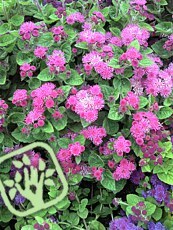 Ageratum houstonianum ´Basso Rose´