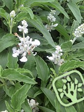 Salvia farinacea ´Victoria White´ 