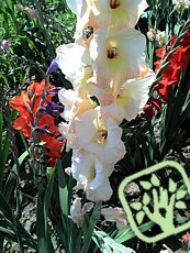 Gladiolus hybridus 