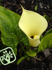 Zantedeschia elliottiana