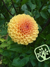 Dahlia ´Fuga´