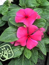 Vinca rosea 