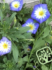 Convolvulus tricolor 