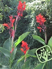 Canna indica 