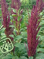 Amaranthus hypochondriacus