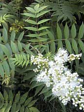 Sorbaria sorbifolia 