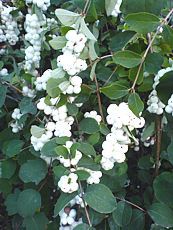 Symphoricarpos albus Symphoricarpos albus