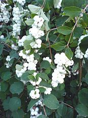 Symphoricarpos albus 