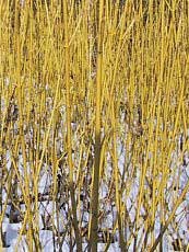 Cornus stolonifera ´Flaviramea´