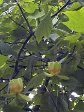 Liriodendron tulipifera