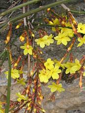 Jasminum nudiflorum