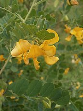 Colutea  arborescens