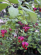 Euonymus europaeus Euonymus europaeus
