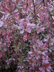 Berberis  vulgaris ‘Atropurpurea’