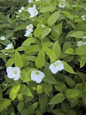 Rhodotypos scandens