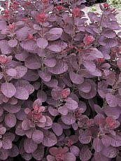 Cotinus coggygria ´Purpurea´