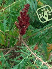 Rhus typhina ´Laciniata´