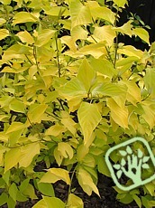 Cornus alba ´Aurea´  