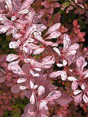 Berberis thunbergii ´Rose glow´ Berberis thunbergii ´Rose glow´