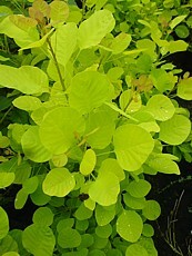 Cotinus coggygria ´Golden Spirit´