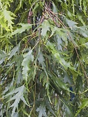 Betula pendula´Dalecarlica´