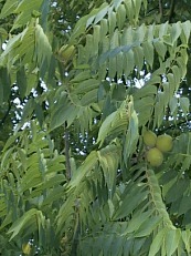 Juglans nigra 