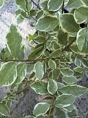 Ligustrum ovalifolium´Albovariegata´