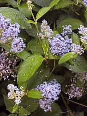 Ceanothus x delilianus ´Gloire de Versailles´