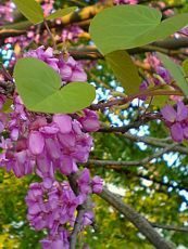 Cercis siliquastrum