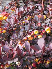 Berberis thunbergii ‘Atropurpurea’ Berberis thunbergii ‘Atropurpurea’