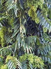 Ailanthus altissima Ailanthus altissima