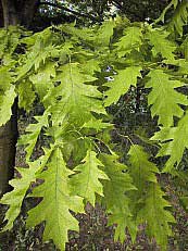 Quercus rubra