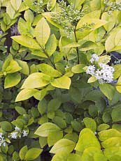 Ligustrum x vicaryi