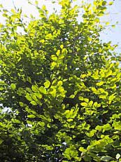 Fagus sylvatica ´Zlatia´ Fagus sylvatica ´Zlatia´