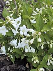 Weigela florida ´Candida´