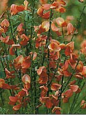 Cytisus scoparius´Burkwoodii´