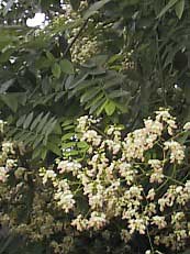 Sophora japonica Sophora japonica