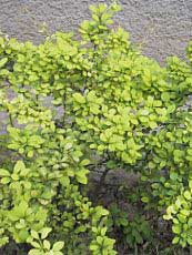 Berberis thunbergii ´Aurea´ Berberis thunbergii ´Aurea´