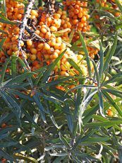 Hippophae rhamnoides