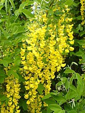 Laburnum watereri ´Vossii´