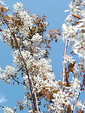 Amelanchier x grandiflora ´Robin Hill´