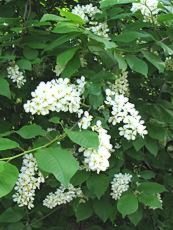 Prunus padus