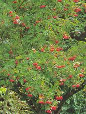 Sorbus aucuparia